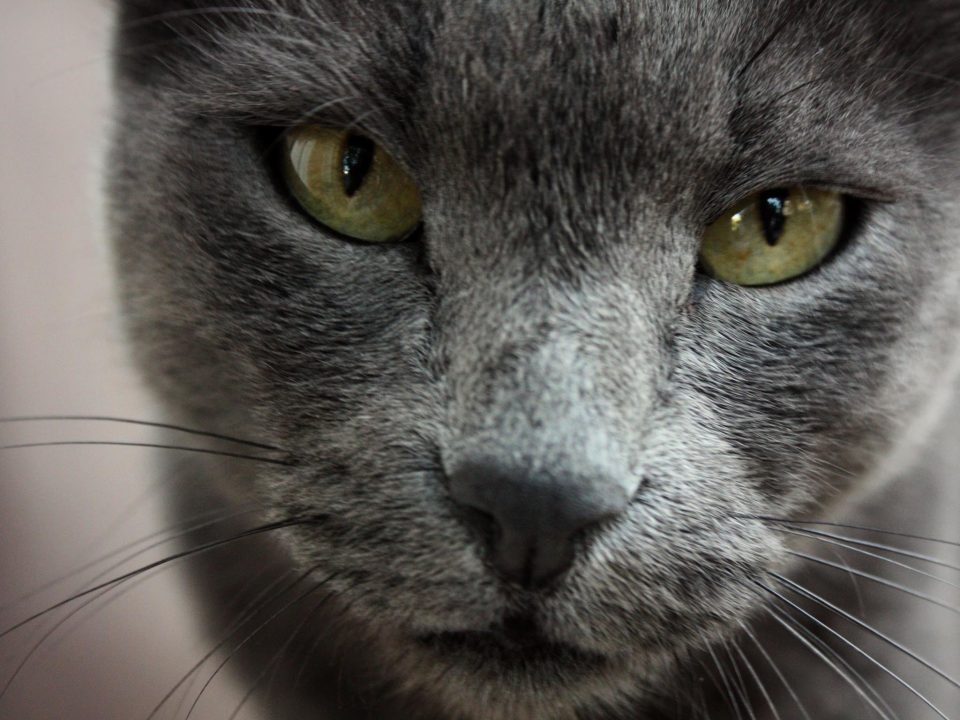 Russian Blue Desktop Wallpapers