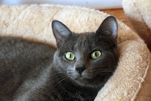 Russian Blue Gallery