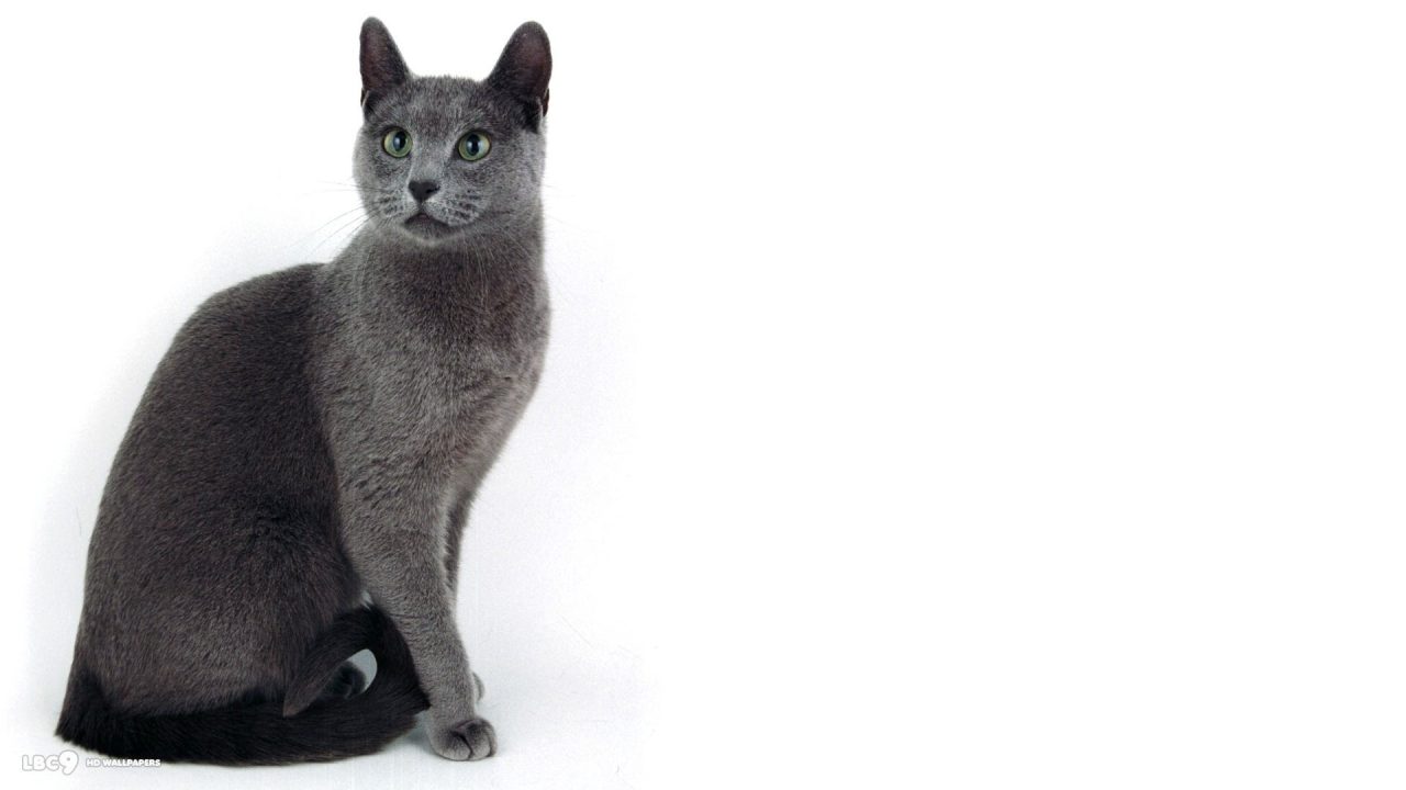 Russian Blue HD Wallpapers