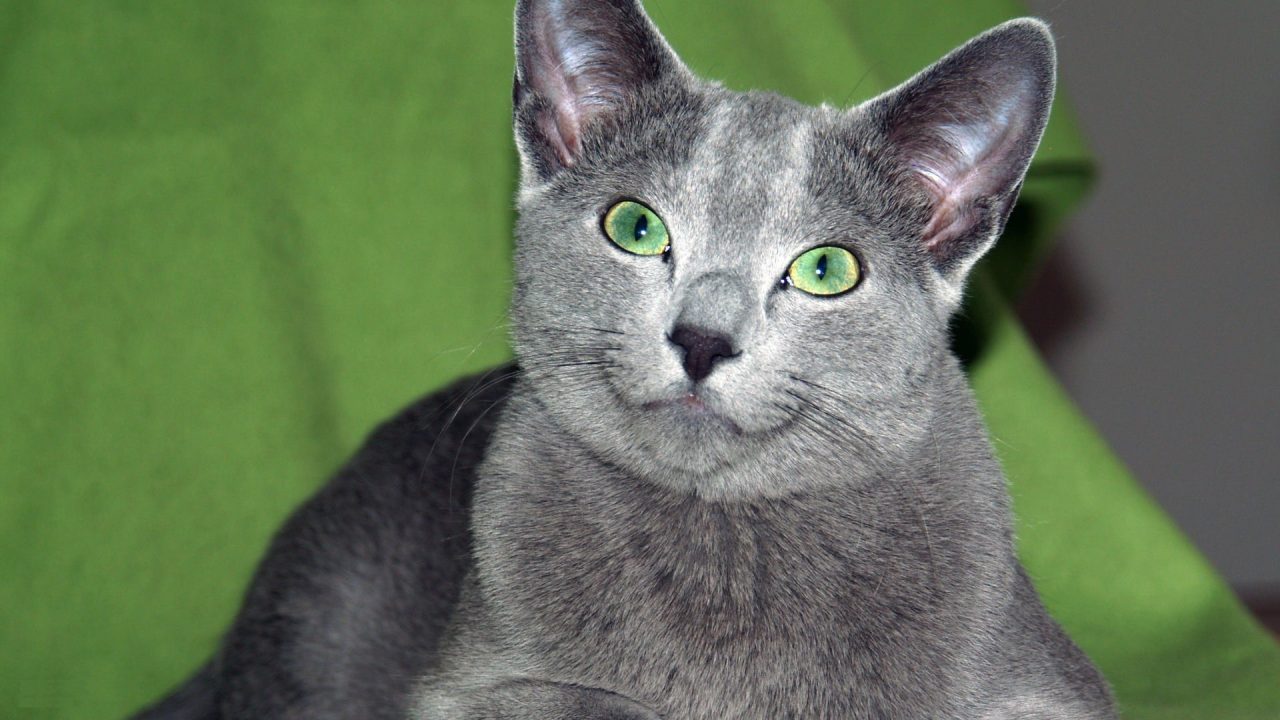 Russian Blue High Quality Wallpapers