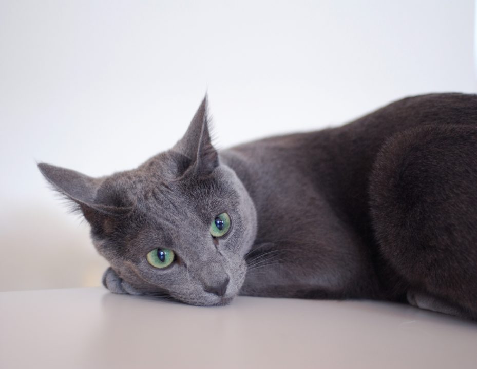 Russian Blue PC Wallpapers