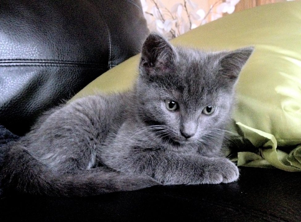 Russian Blue Photo Gallery
