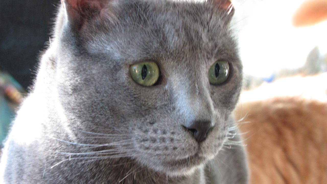 Russian Blue Photos