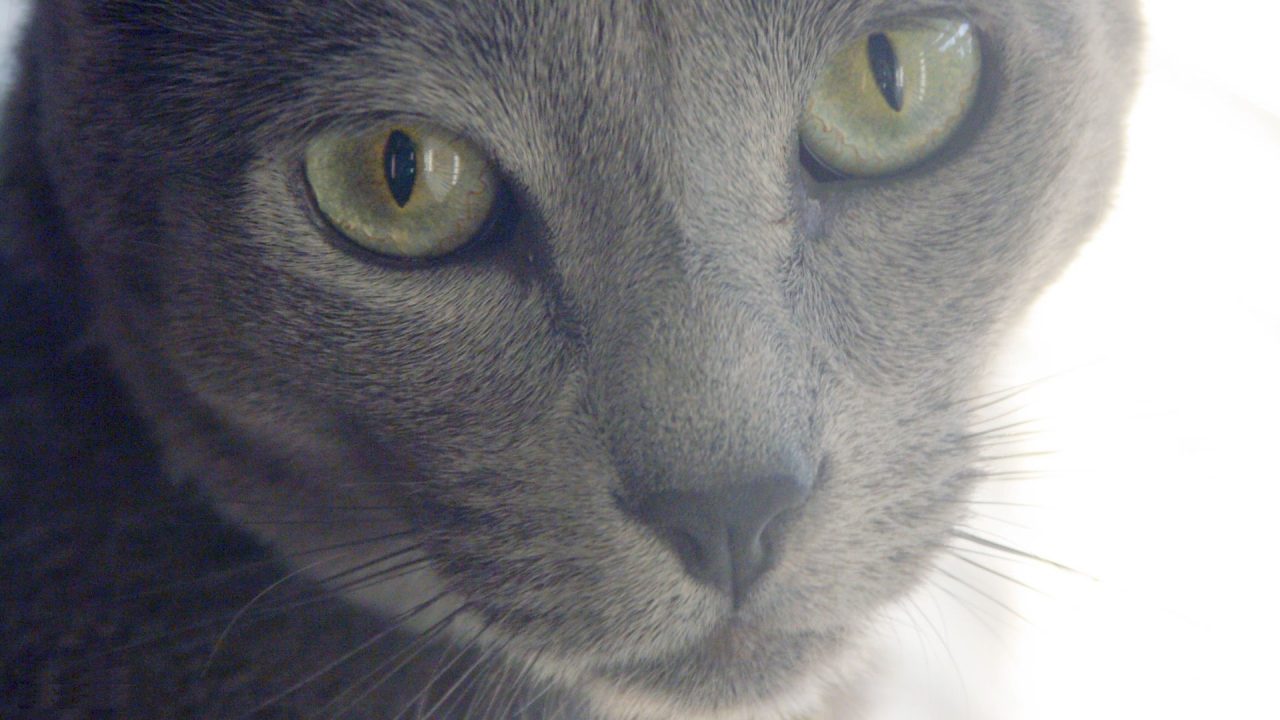 Russian Blue Pics