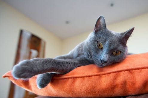 Russian Blue Pictures