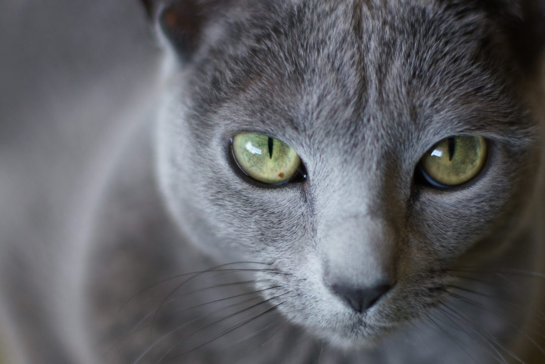 Russian Blue Wallpapers