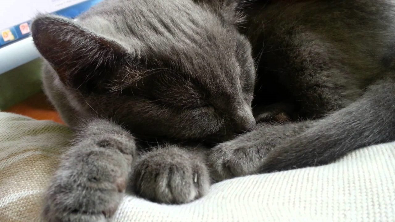 Russian Blue Wallpapers 2