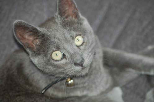 Russian Blue Wallpapers 4