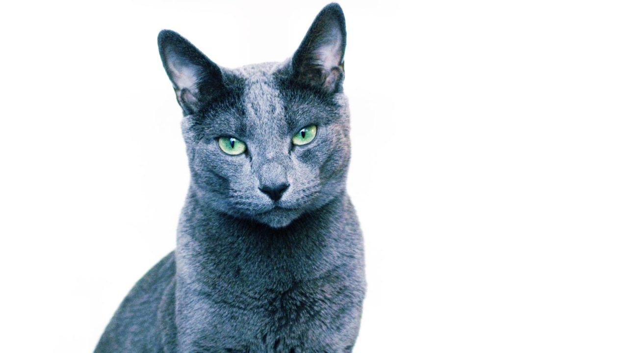 Russian Blue Wallpapers for Laptop
