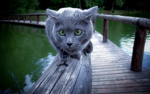 Russian Blue images