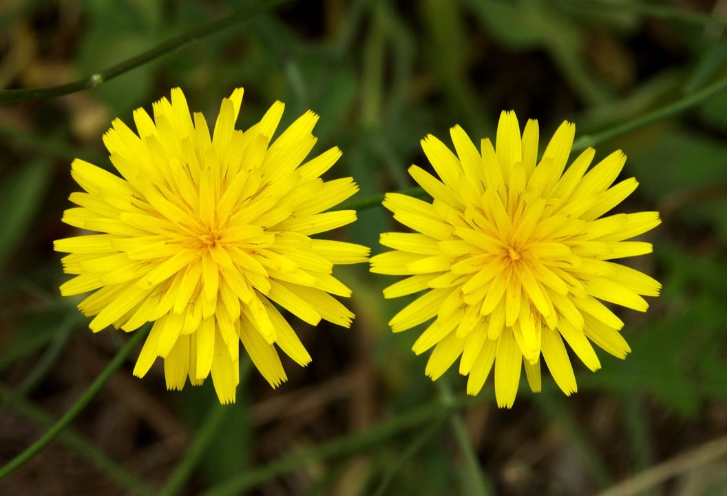 Snowdonia Hawkweed