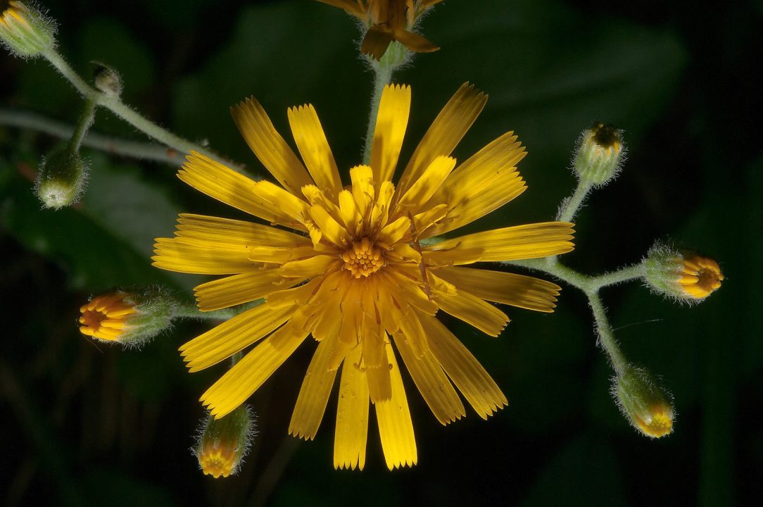 Snowdonia Hawkweed Computer Wallpapers