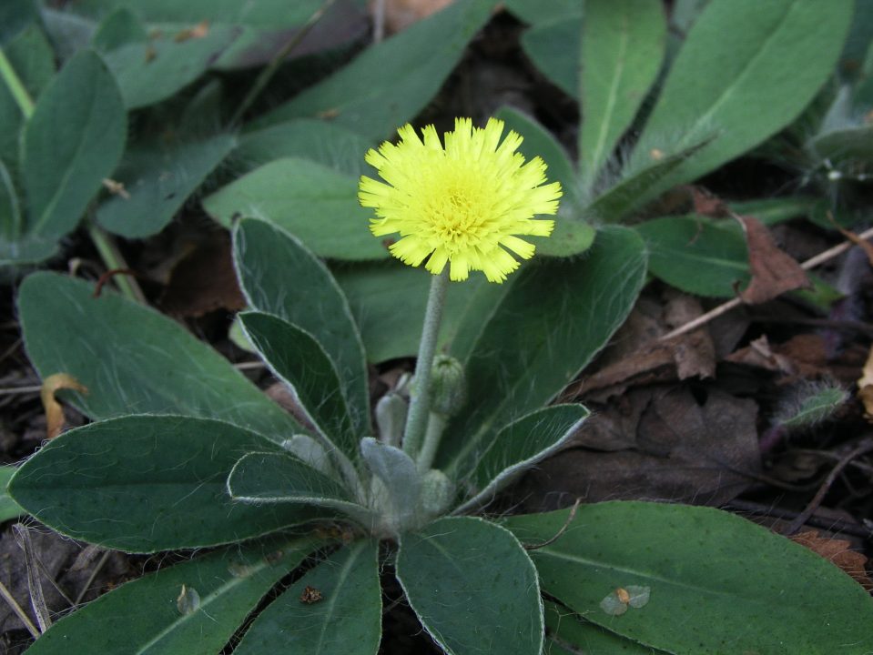 Snowdonia Hawkweed Desktop Wallpapers