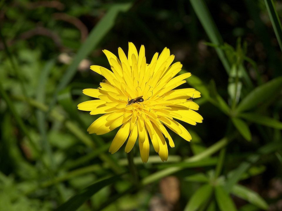 Snowdonia Hawkweed Photos