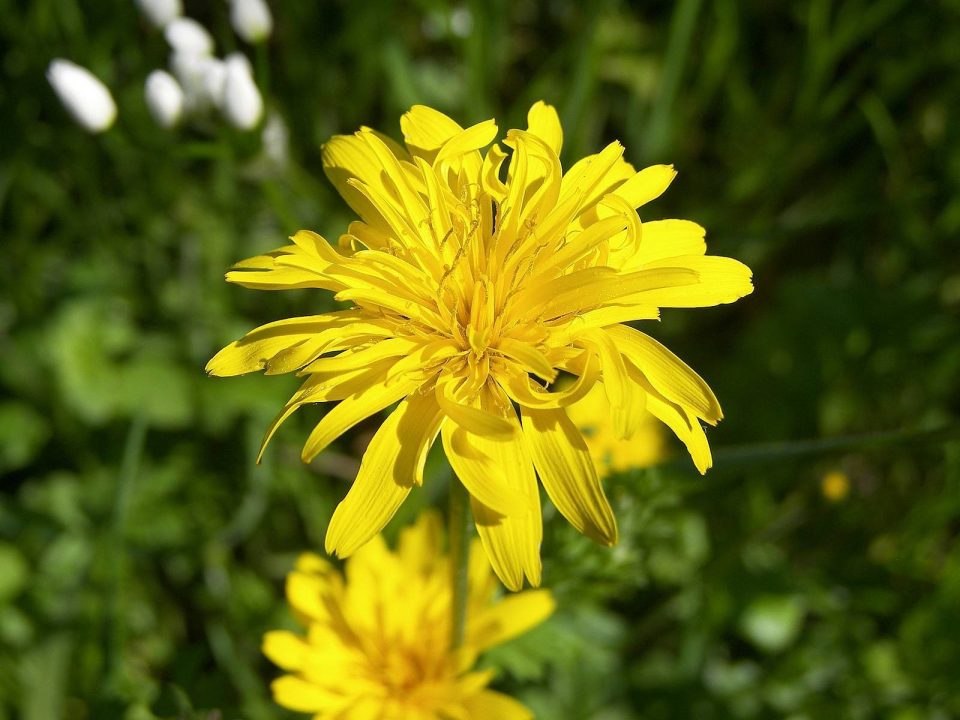 Snowdonia Hawkweed Pictures