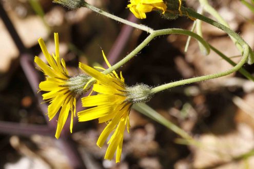 Snowdonia Hawkweed Wallpapers