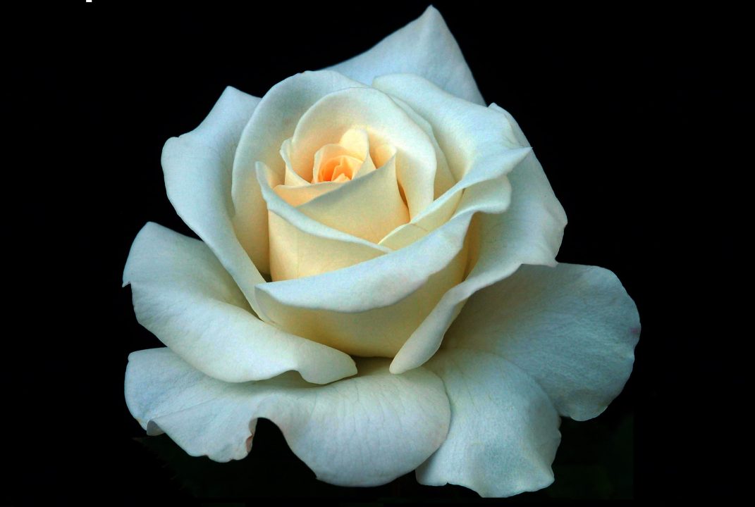 White Rose