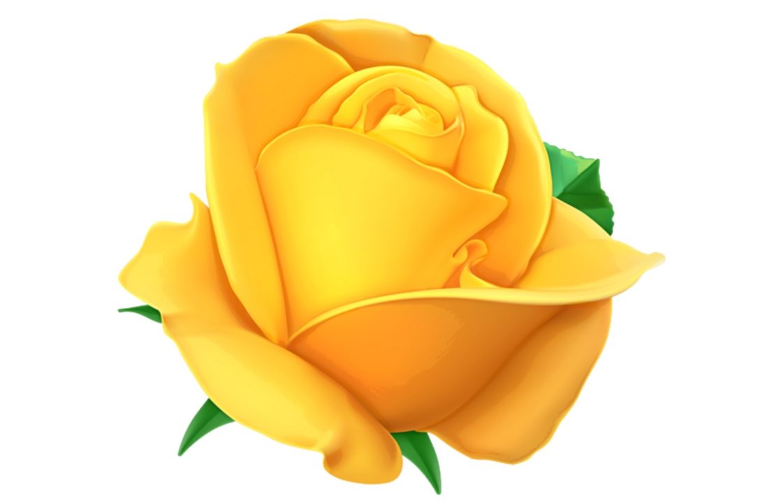 Yellow Rose