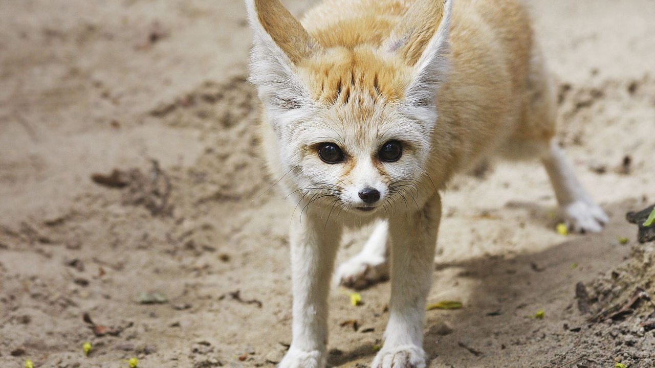 Fennec Fox 4K