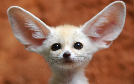 Fennec Fox