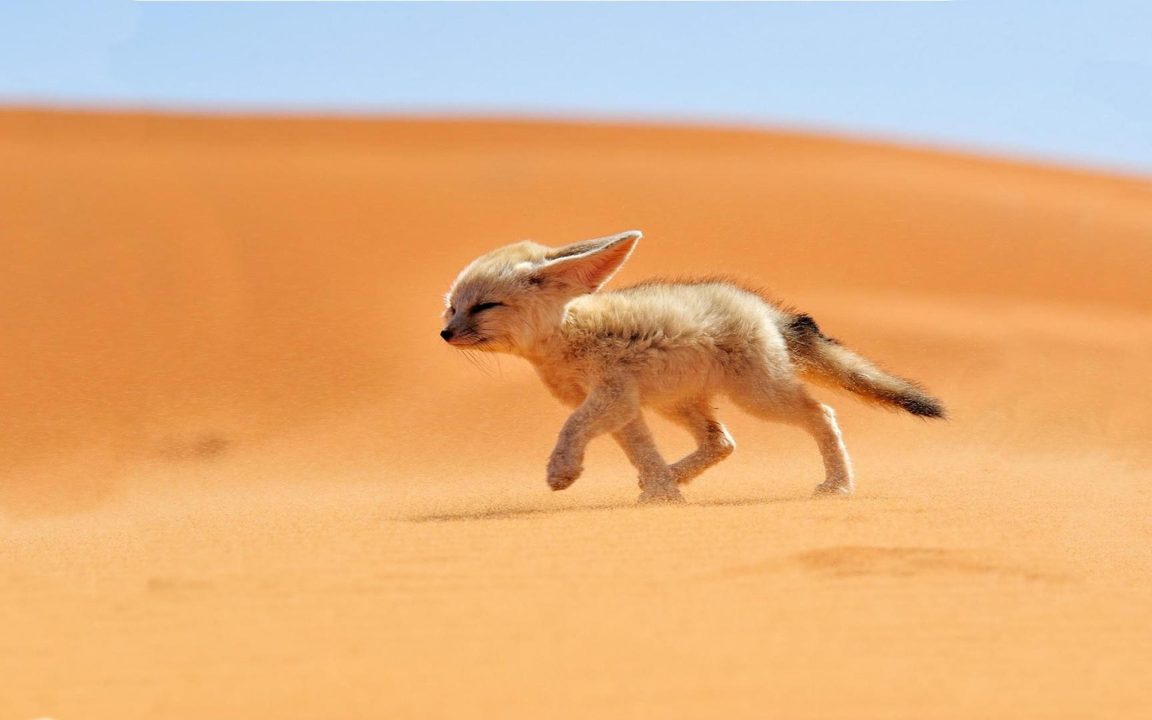 Fennec Fox Full HD