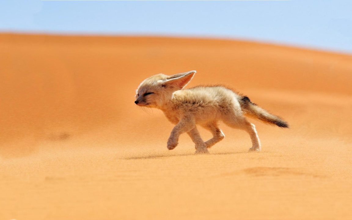 Fennec Fox Full HD