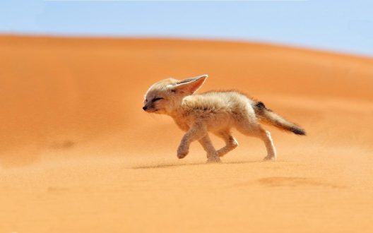 Fennec Fox Full HD