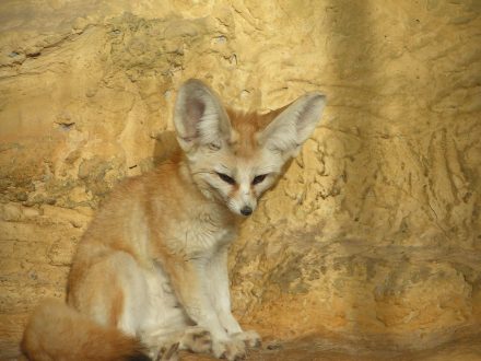 Fennec Fox Gallery