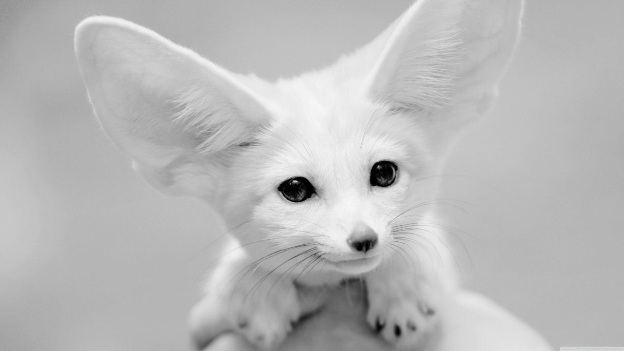 Fennec Fox HQ Wallpapers