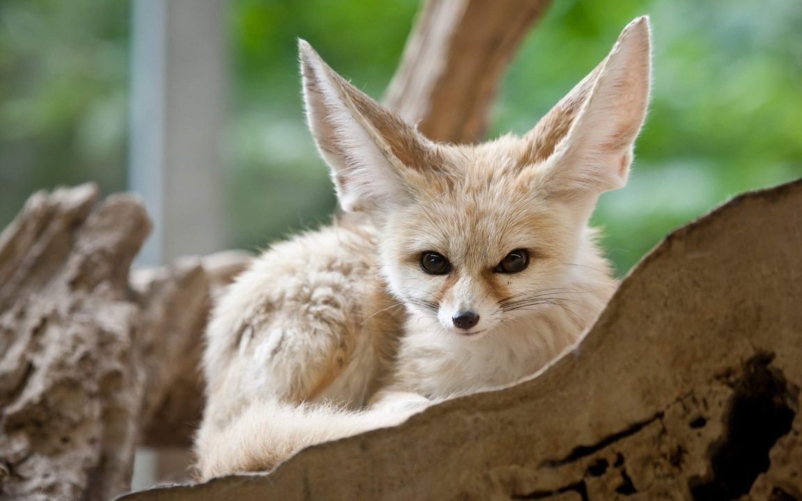 Fennec Fox High Definition Wallpapers