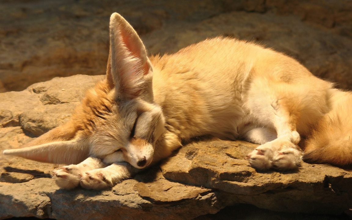 Fennec Fox Laptop Wallpapers