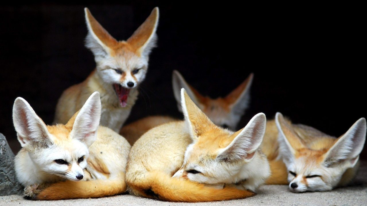 Fennec Fox PC Wallpapers