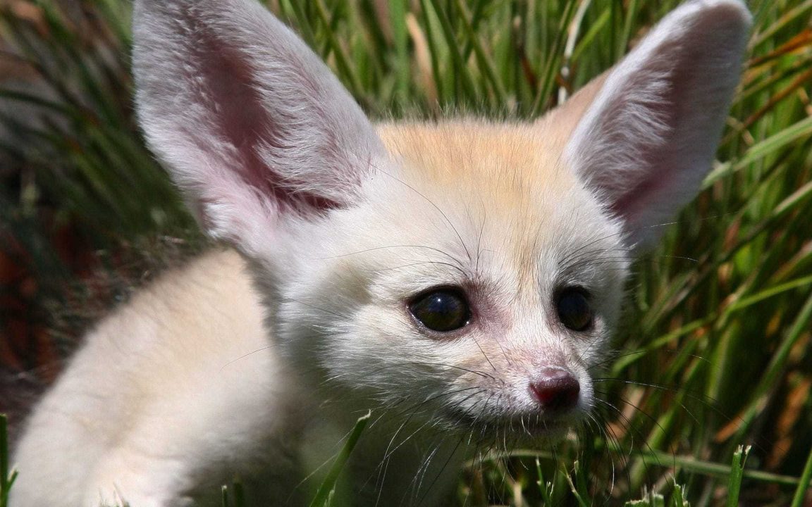 Fennec Fox Photo Gallery