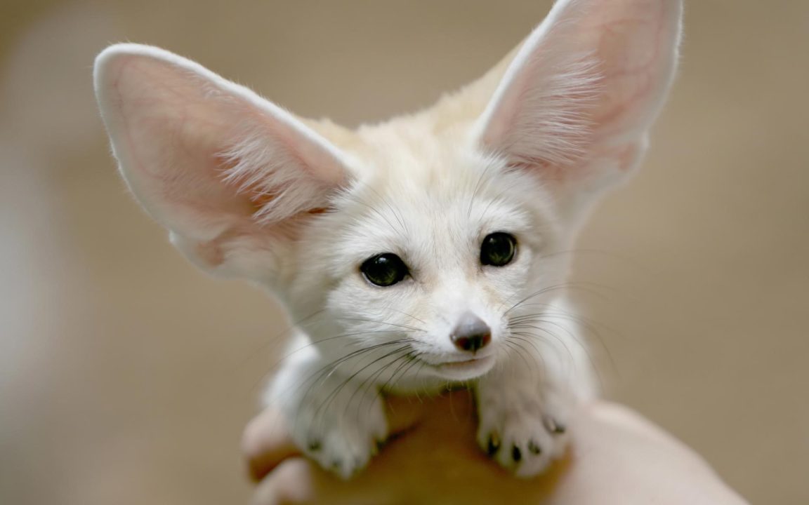 Fennec Fox Photos