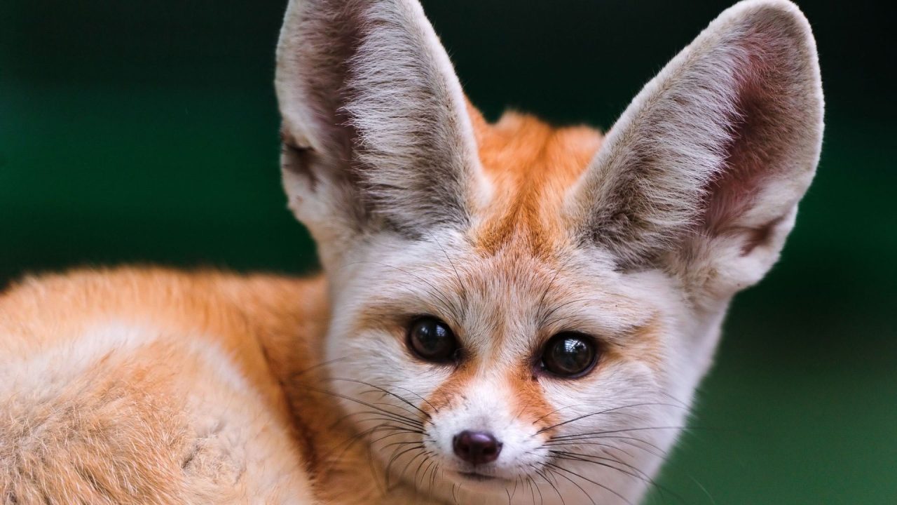 Fennec Fox Pics