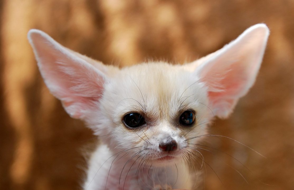 Fennec Fox Pictures