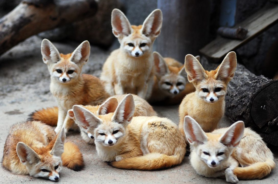 Fennec Fox Wallpapers for Computer