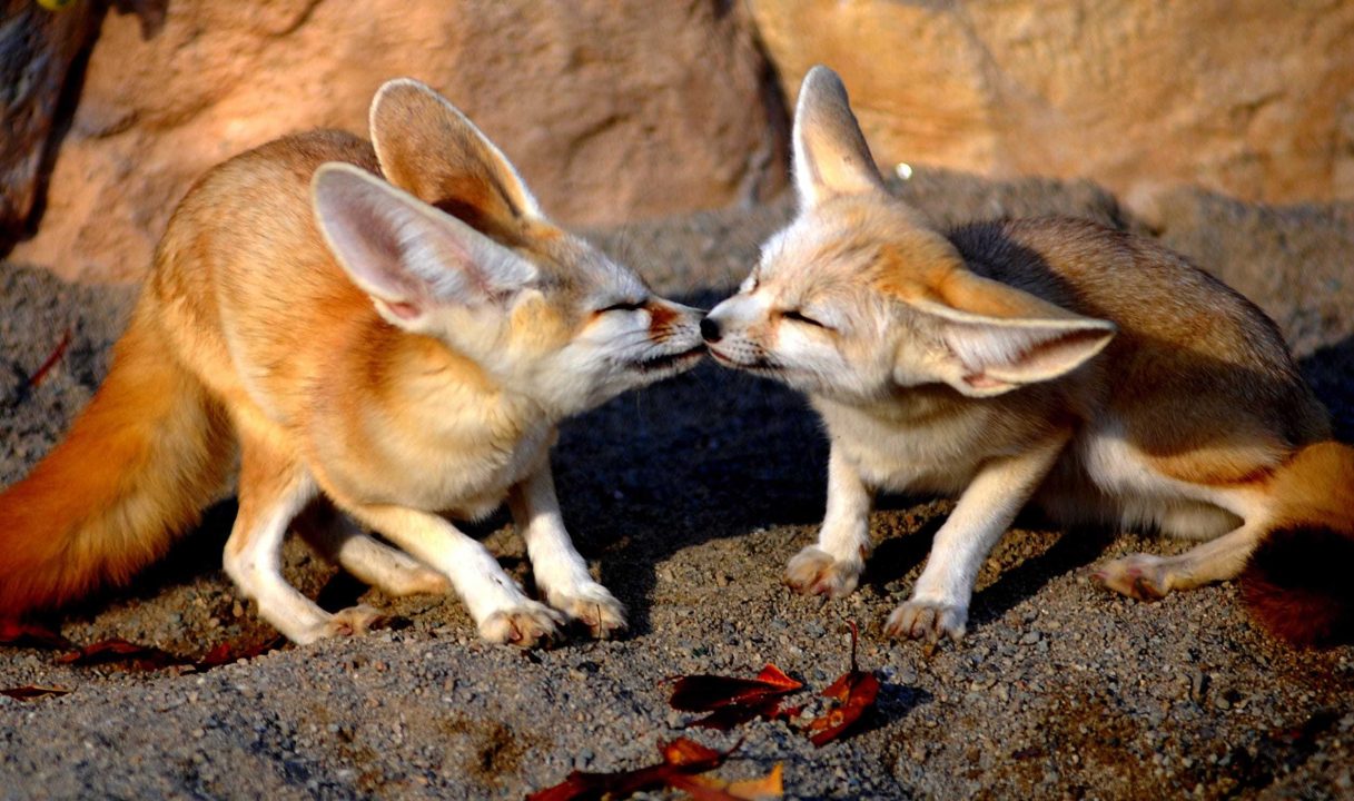 Fennec Fox images