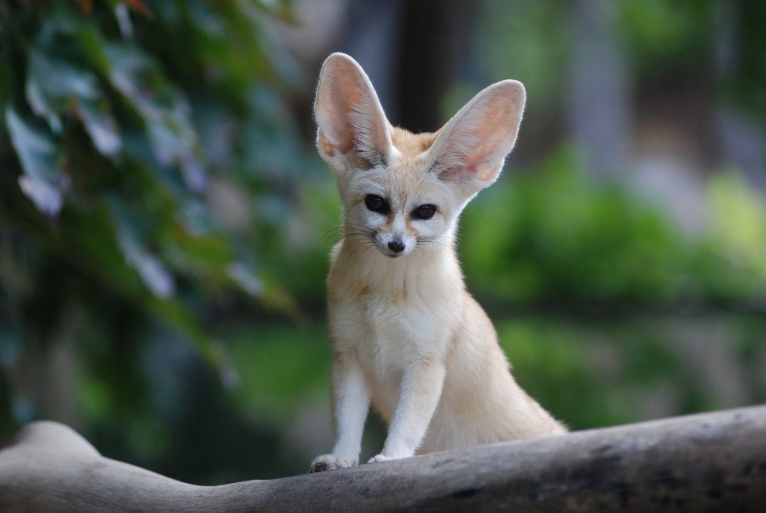Pictures of Fennec Fox