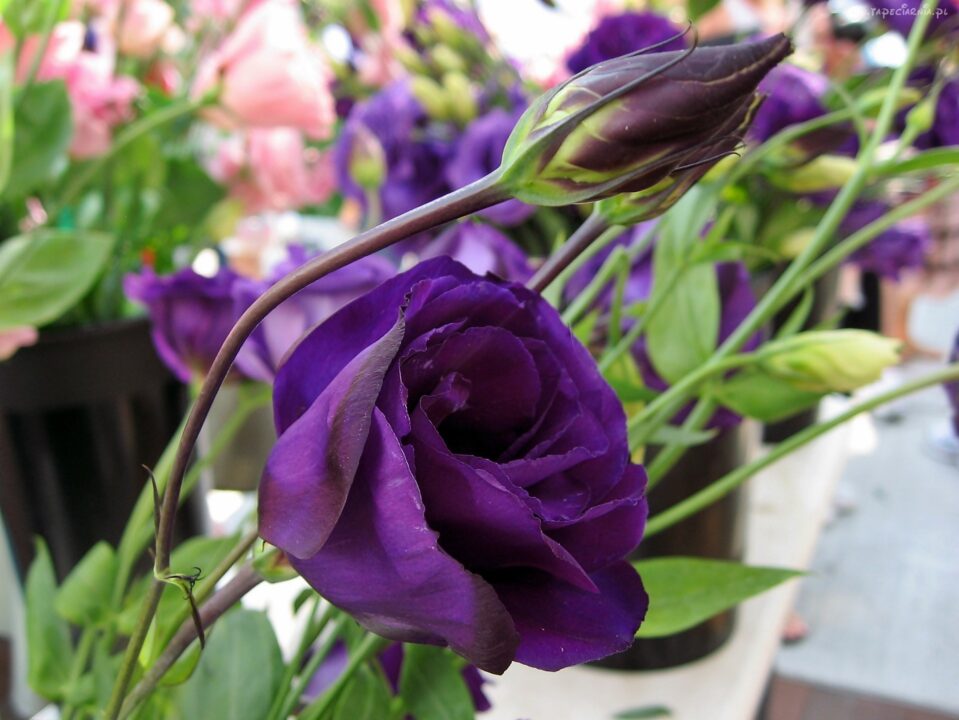 Lisianthus Background images