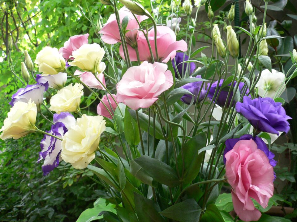 Lisianthus Computer Wallpapers