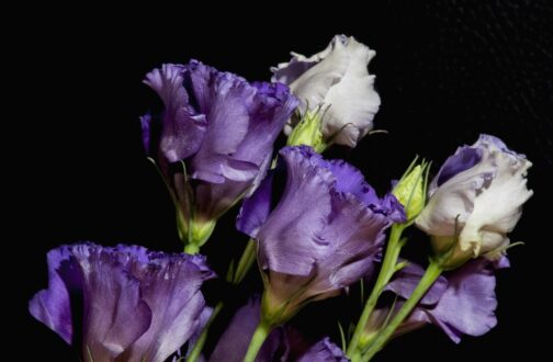 Lisianthus HD Wallpapers