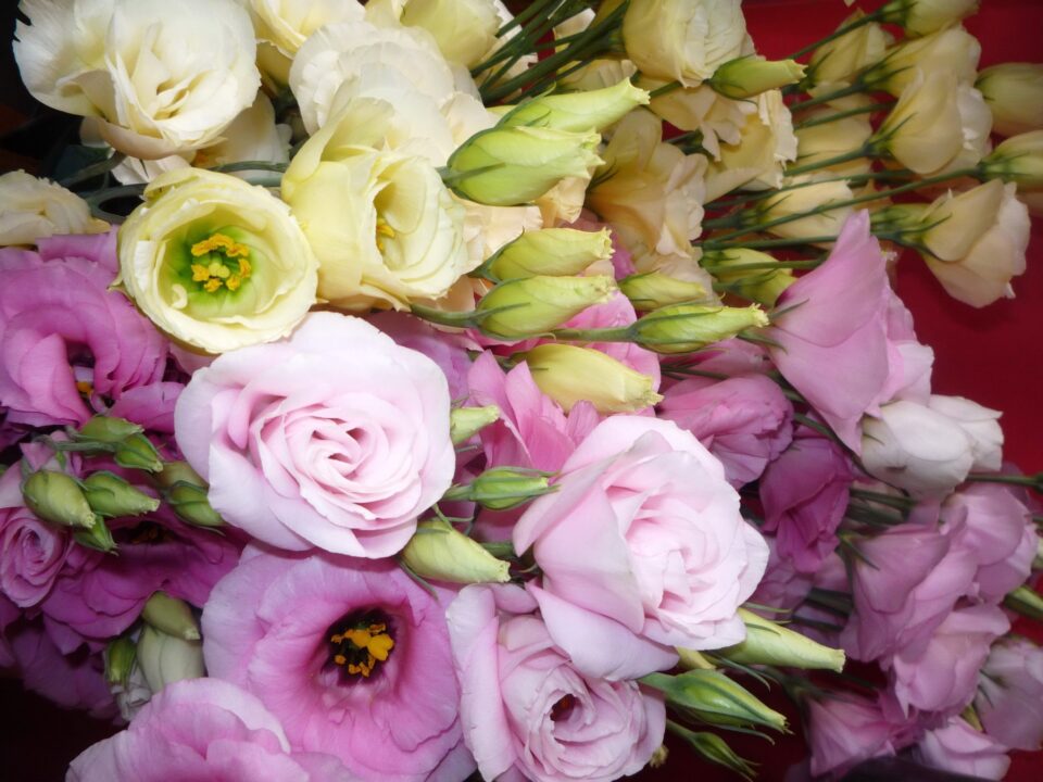 Lisianthus Photo Gallery