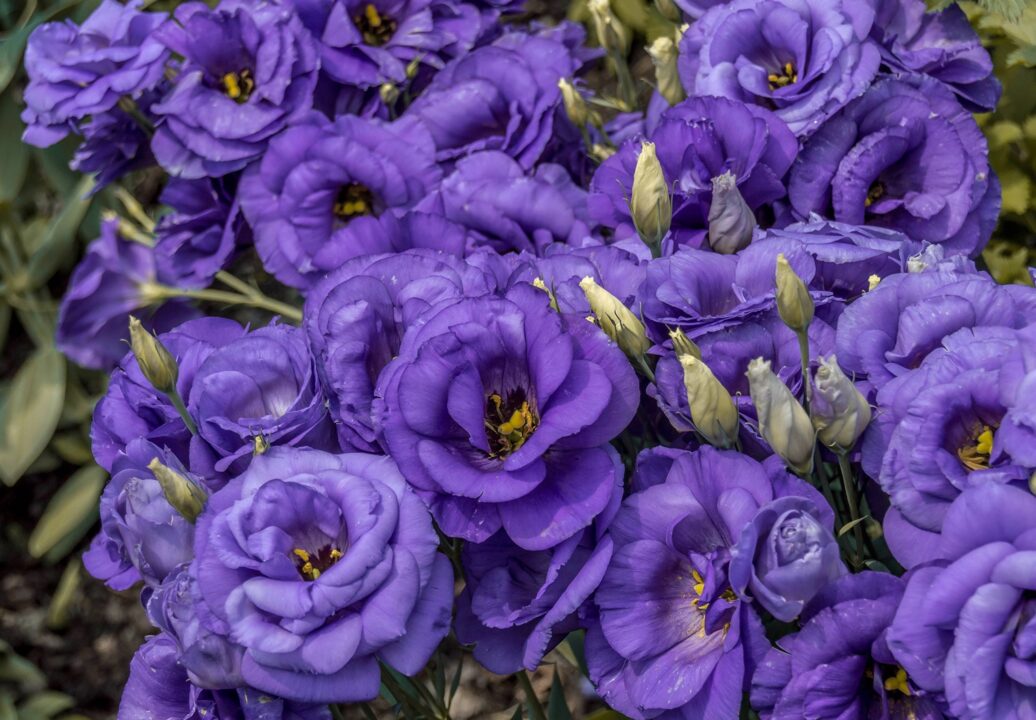 Lisianthus Pics