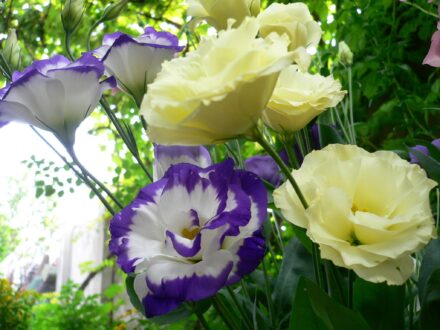 Lisianthus Pictures