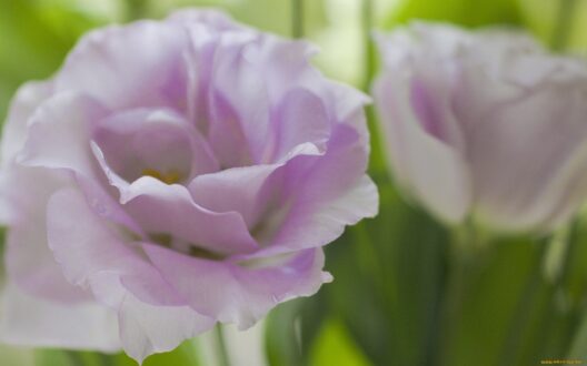 Pictures of Lisianthus