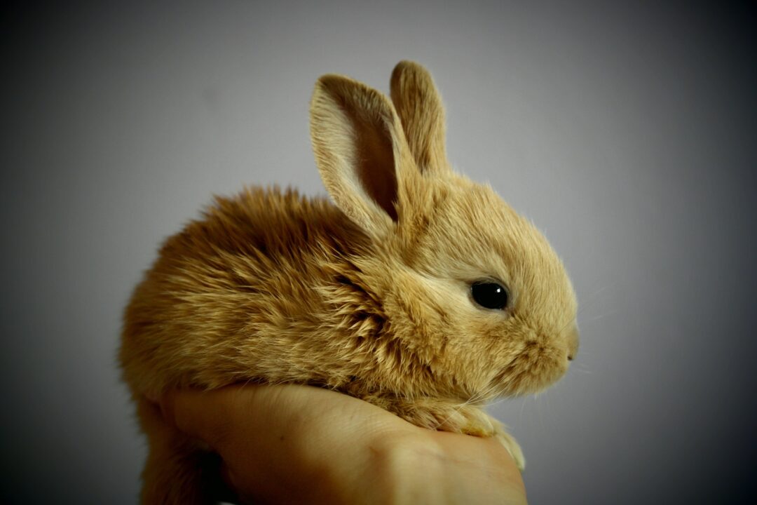 Bunny (Rabbit)