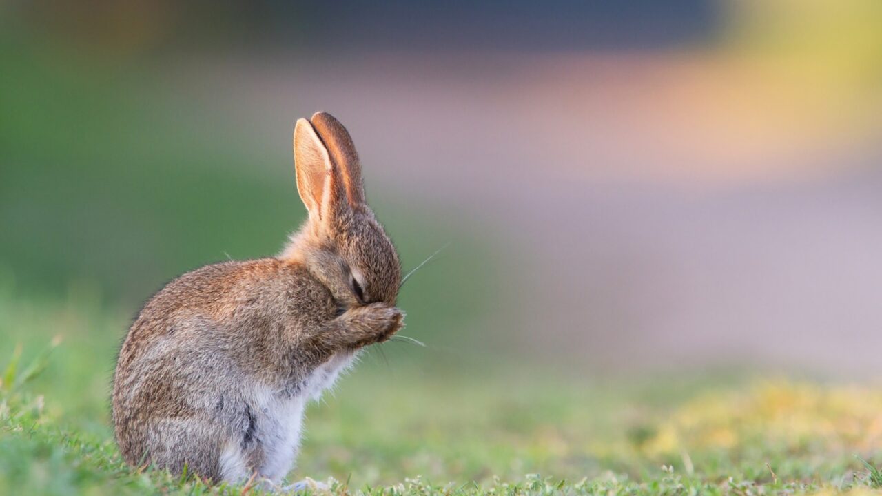 Bunny (Rabbit) Background images
