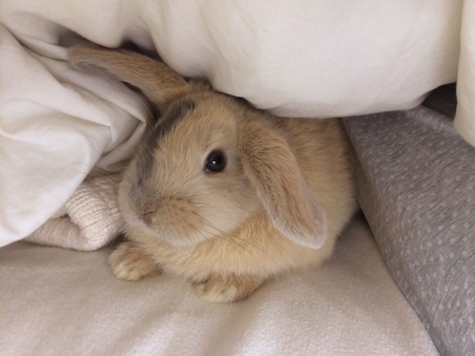 Bunny (Rabbit) Photos