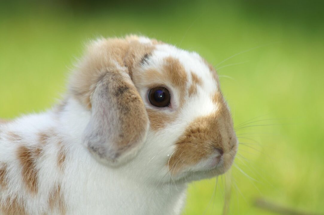 Bunny (Rabbit) Wallpapers